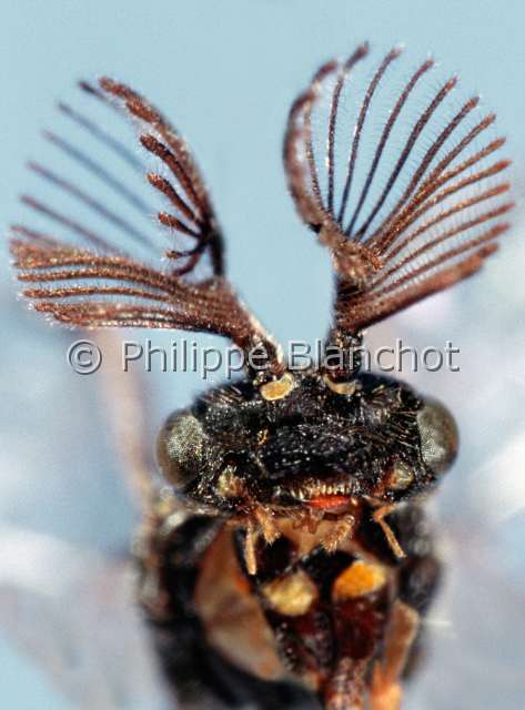 Monoctenus juniperi.JPG - Monoctenus juniperi (Portrait), Diprion, Hymenoptera, Diprionidae, France